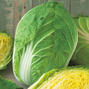 ^LCc nNTC  ڂ65SP DF