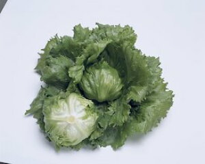 ^LCc ^X T[}X^[ ybg L5000@PVP