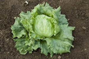 ^LCc ^X tobN ybg L5000@PVP