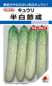 楽天市場 胡瓜 種の通販