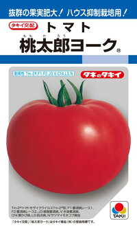 栽培容易で 肥大のよい抑制栽培用完熟トマト タキイ種苗 トマト 桃太郎 
