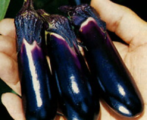 TJ^̃^l iX ֎q Ȃ@iX@20ml