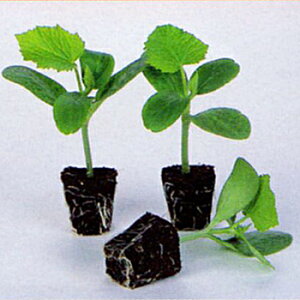 サカタのタネ キュウリ用台木 スーパーつやか 350粒