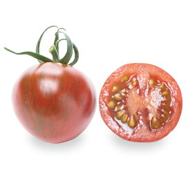 サカタのタネ トマト とまと　ベロニカ　PRIMAX 100粒