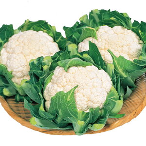 TJ^̃^l Jt[@obN@ybg5000