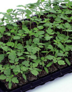 TJ^̃^l g}gp؁@OV[h@PRIMAX 1000