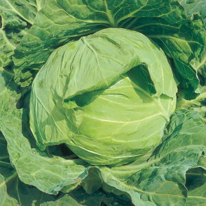 TJ^̃^l Lxc × ׂ@xm@