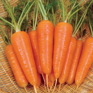 TJ^̃^l jW lQ ɂ񂶂@їmܐ2@