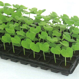 TJ^̃^l p؁@fAA^bN@100