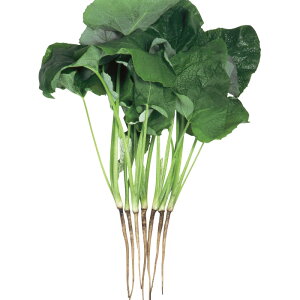 サカタのタネ ゴボウ 牛蒡 ごぼう 葉ごぼう 小袋