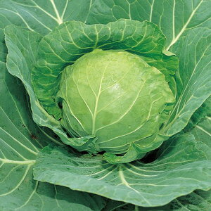 TJ^̃^l Lxc A[[{[ 20ml