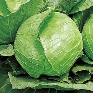 TJ^̃^l Lxc V ybg5000