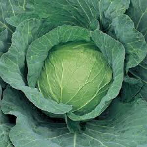 TJ^̃^l Lxc 邾 2000