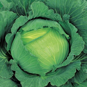 TJ^̃^l Lxc ~ ybg5000