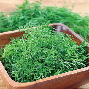 TJ^̃^l pN`[ חtpN`[iRA_[j@