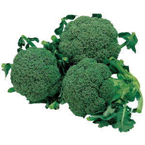 �T�J�^�̃^�l �u���b�R���[ �Η� 20ml