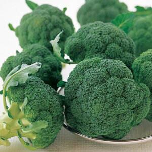 TJ^̃^l ubR[ Oh[ ܁iR[gqj