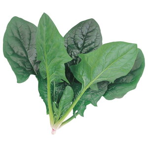 TJ^̃^l zE\E ق ~[W yPRIMAXzLF2