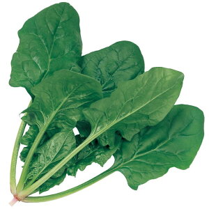 TJ^̃^l zE\E ق gbh7 yPRIMAXzMF3