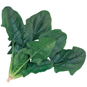 TJ^̃^l zE\E ق vOX yPRIMAXzLF2