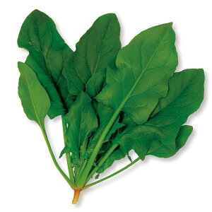 TJ^̃^l zE\E Ltق񑐁@