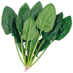 TJ^̃^l@zE\E @@ ق񂻂@hL[ M3