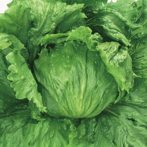 TJ^̃^l ^X ttbJ[ ybg5000@PVP