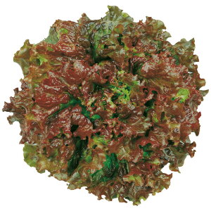 TJ^̃^l [t^X bhEF[u ybg5000