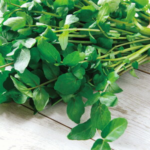 TJ^̃^l n[u N\iEH[^[NXj