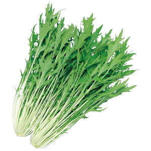 TJ^̃^l@~Yi  ݂ȁ@ɑV@20ml