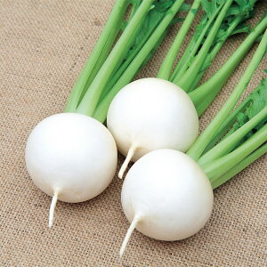 TJ^̃^l Ju  ԁ@񓁁@