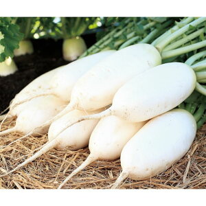 TJ^̃^l _CR 卪  2dl