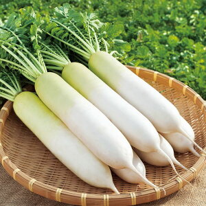 TJ^̃^l _CR 卪 ~ 20ml