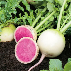 TJ^̃^l _CR 卪 VgS2 20ml