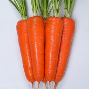 TJ^̃^l jW lQ ɂ񂶂@x[^[536@1