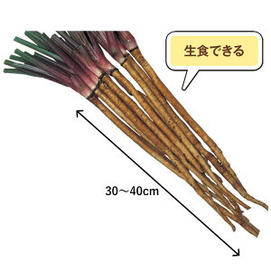 TJ^̃^l T_S{E  _CGbg 