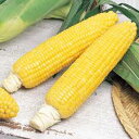 サカタのタネ トウモロコシ ゴールドラッシュ90 2000粒