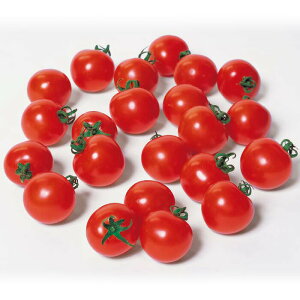 TJ^̃^l g}g LX^[ yPRIMAXz1000