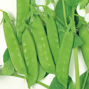 TJ^̃^l GhE ݖ30PMR 1L