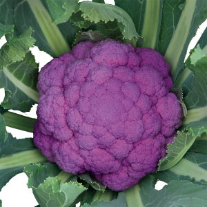 TJ^̃^l Jt[@I[igp[v@ybg1000