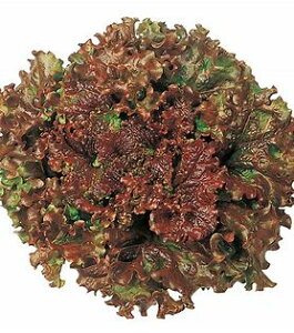 TJ^̃^l [t^X ɂȂׂɁ@ ybg