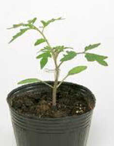 TJ^̃^l  g}gp }OlbgyPRIMAXz1000