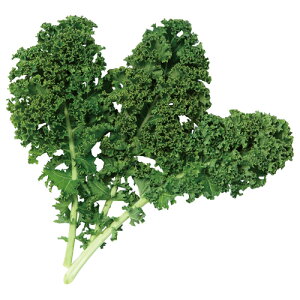 TJ^̃^l HpP[@Hׂ錒NP[@