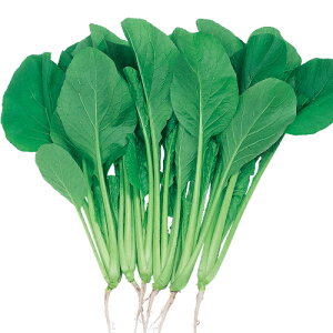 TJ^̃^l @R}ci  ܂ȁ@킩݁@