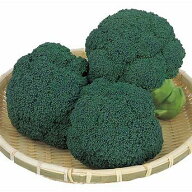 サカタのタネ ブロッコリー おはよう 2000粒