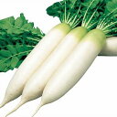 サカタのタネ ダイコン 大根 濱のはる 20ml