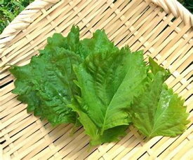 サカタのタネ シソ 大葉青しそ 小袋