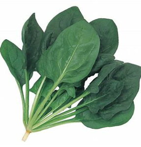 TJ^̃^l zE\E ق JCg yS-PRIMAXzMF3