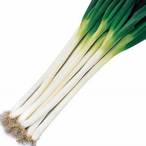 TJ^̃^l lM K Ó{ ܁@PVP