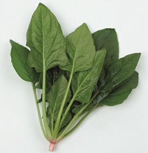 TJ^̃^l zE\E @@ ق񂻂@S[h M3